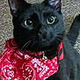 cat, black_cat, bandana, red_bandana, pet, animal, close_up, indoor, carpet, fur, whiskers, ears, eyes, collar, domestic_animal, cute, feline, portrait, looking, face