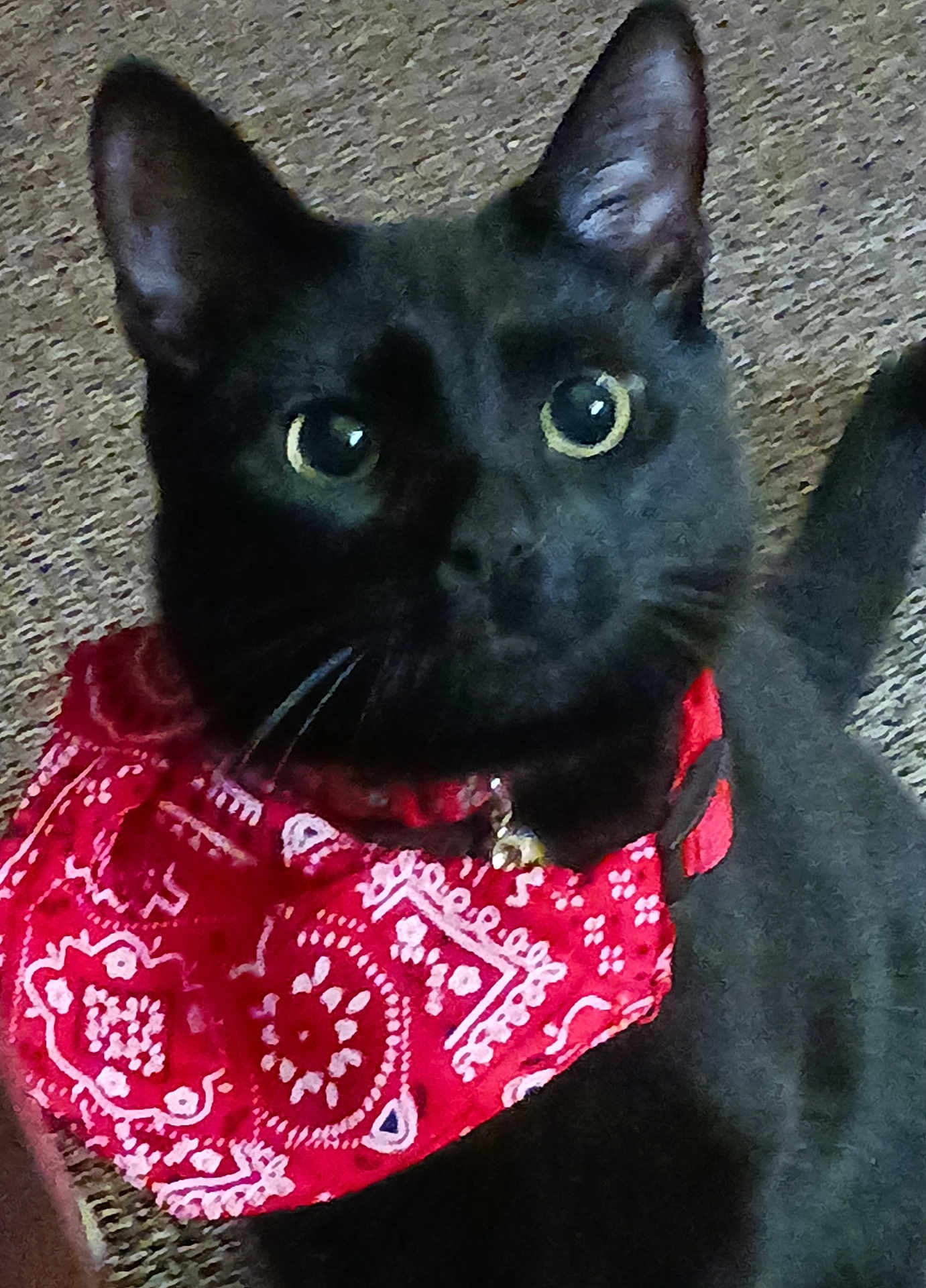 Morty is registered to the contest to win money with this photo: cat, black_cat, bandana, red_bandana, pet, animal, close_up, indoor, carpet, fur, whiskers, ears, eyes, collar, domestic_animal, cute, feline, portrait, looking, face