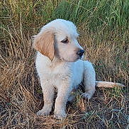 Bali a rejoint le concours — aidez-le/la à gagner de superbes lots ! dog, puppy, golden_retriever, fluffy, white_fur, sitting, outdoors, grass, field, nature, animal, pet, canine, portrait, profile, long_fur, cute, adorable, daylight, rustic
