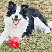 Malko participe au concours pour gagner de l'argent avec cette photo : dog, border_collie, black_and_white, grass, red_ball, pet, animal, outdoor, playful, tongue_out, happy, canine, fur, laying_down, nature, summer, friendly, mammal, grass_field, toy