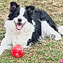 dog, border_collie, black_and_white, grass, red_ball, pet, animal, outdoor, playful, tongue_out, happy, canine, fur, laying_down, nature, summer, friendly, mammal, grass_field, toy