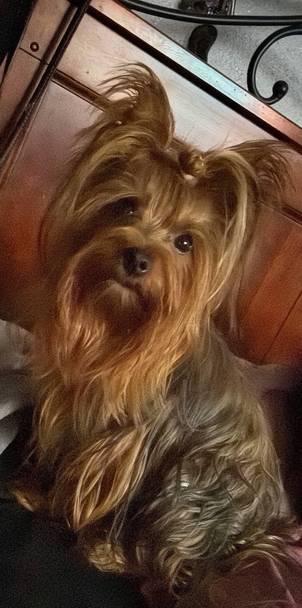 Eva is registered to the contest to win money with this photo: biewer_terrier, blond, brown_hair, canidae, carnivore, companion_dog, dog, dog_breed, eye, fawn, fur, liver, small_terrier, snout, sporting_group, terrier, toy_dog, whiskers, wood, working_animal