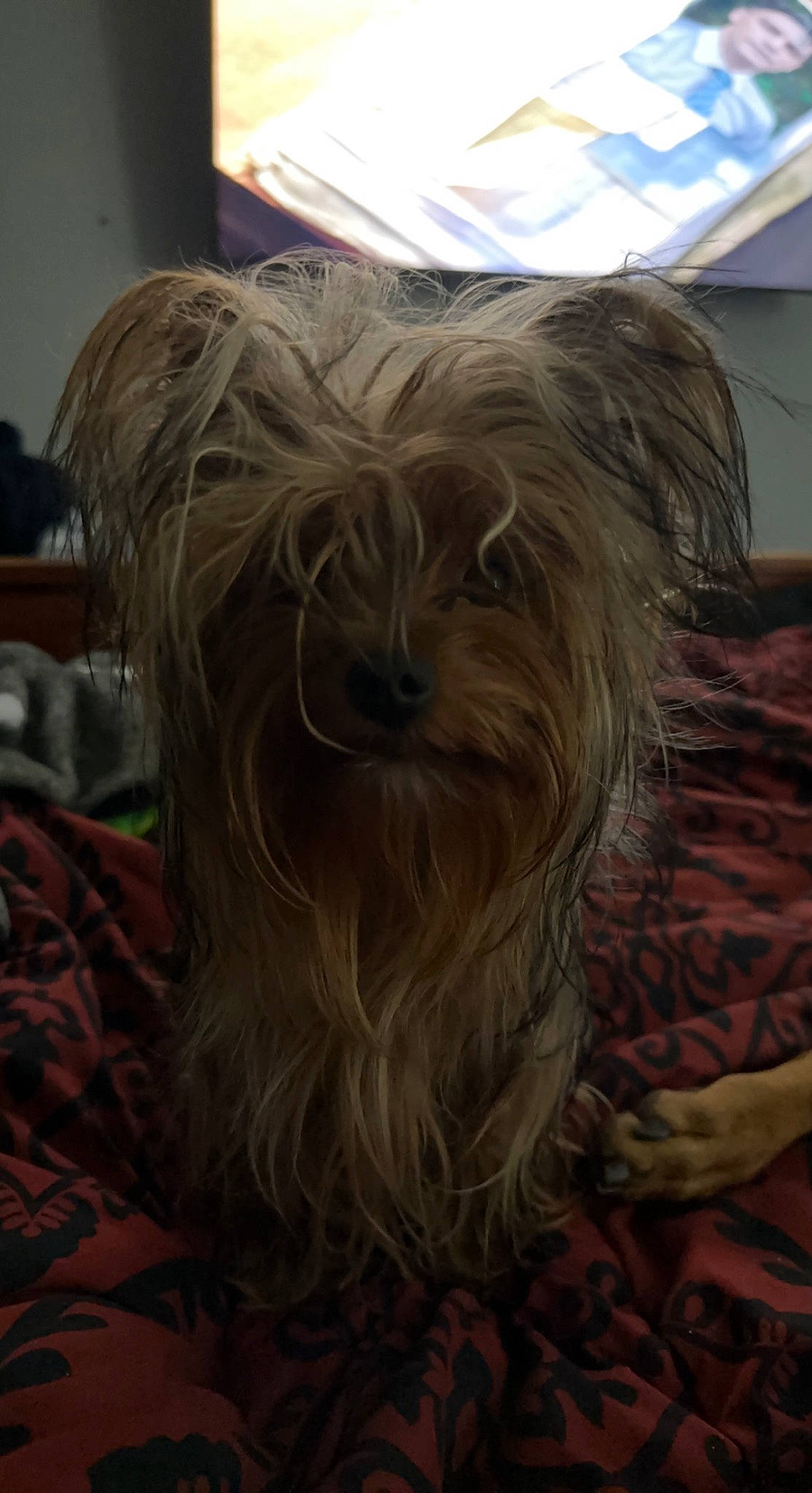 Eva joined the competition — help win amazing prizes! canidae, carnivore, companion_dog, dog, dog_breed, fur, liver, non_sporting_group, small_terrier, snout, sporting_group, terrier, toy_dog, working_animal