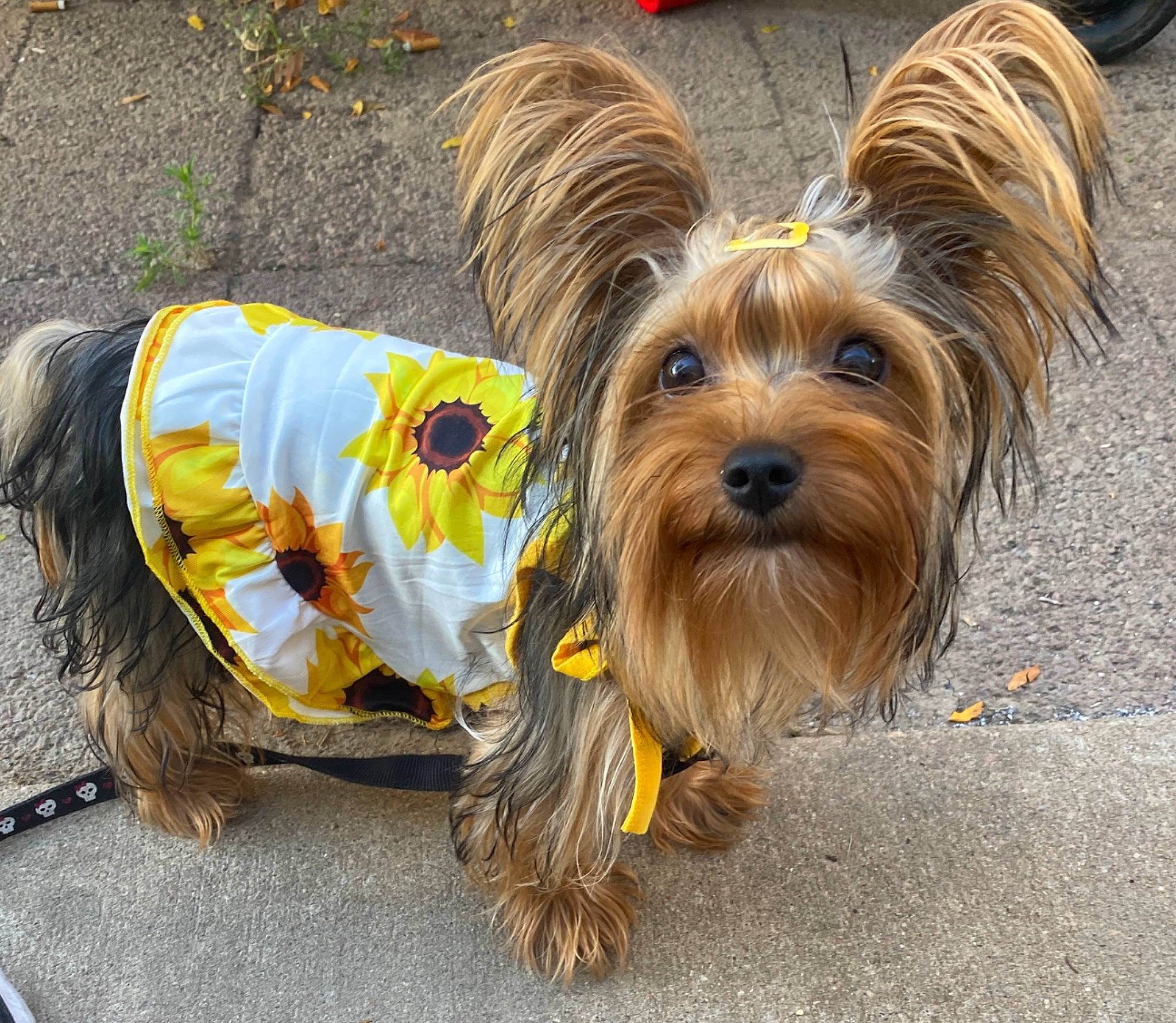 Eva is registered to the contest to win money with this photo: canidae, carnivore, companion_dog, dog, dog_breed, dog_clothes, dog_supply, fashion_accessory, fawn, fur, grass, liver, small_terrier, snout, sporting_group, terrier, toy_dog, water_dog, working_animal, yorkshire_terrier