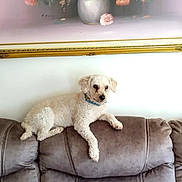 Keno is registered to the contest to win money with this photo: dog, white_dog, couch, sofa, living_room, wall_art, flower_painting, floral_art, pet, indoor, furniture, relaxing, small_dog, curly_fur, collar, home_interior, decor, resting, animal, domestic