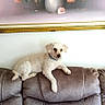 dog, white_dog, couch, sofa, living_room, wall_art, flower_painting, floral_art, pet, indoor, furniture, relaxing, small_dog, curly_fur, collar, home_interior, decor, resting, animal, domestic