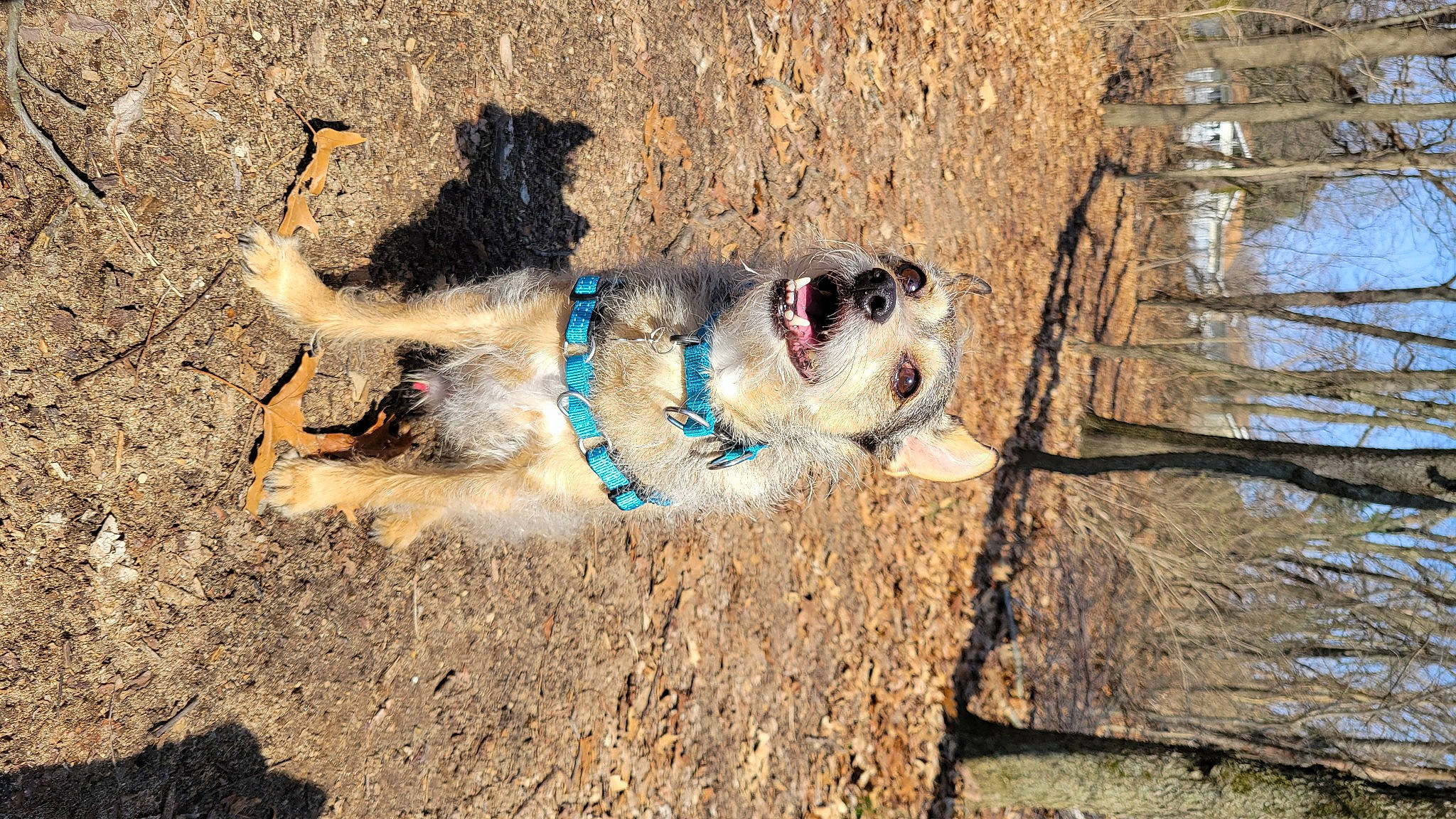 Taz is registered to the contest to win money with this photo: art, canidae, carnivore, collar, companion_dog, dog, dog_breed, dog_collar, dog_supply, fashion_accessory, fawn, fur, leash, pet_supply, snout, soil, sporting_group, terrier, wood, working_animal