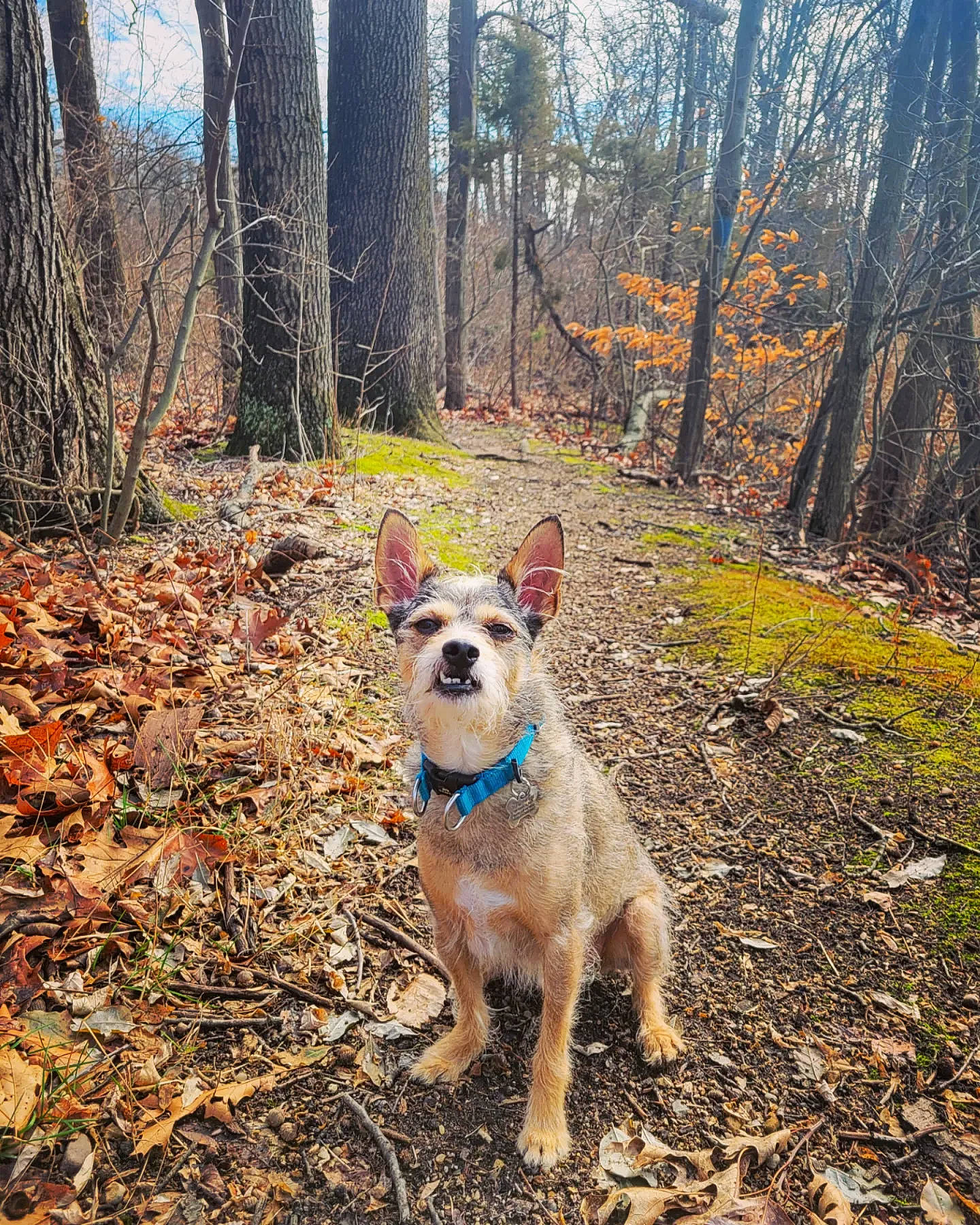 Taz is registered to the contest to win money with this photo: canidae, carnivore, companion_dog, dog, dog_breed, fawn, forest, grass, natural_landscape, plant, recreation, soil, sporting_group, tail, tree, trunk, walking, wood, woodland, working_animal
