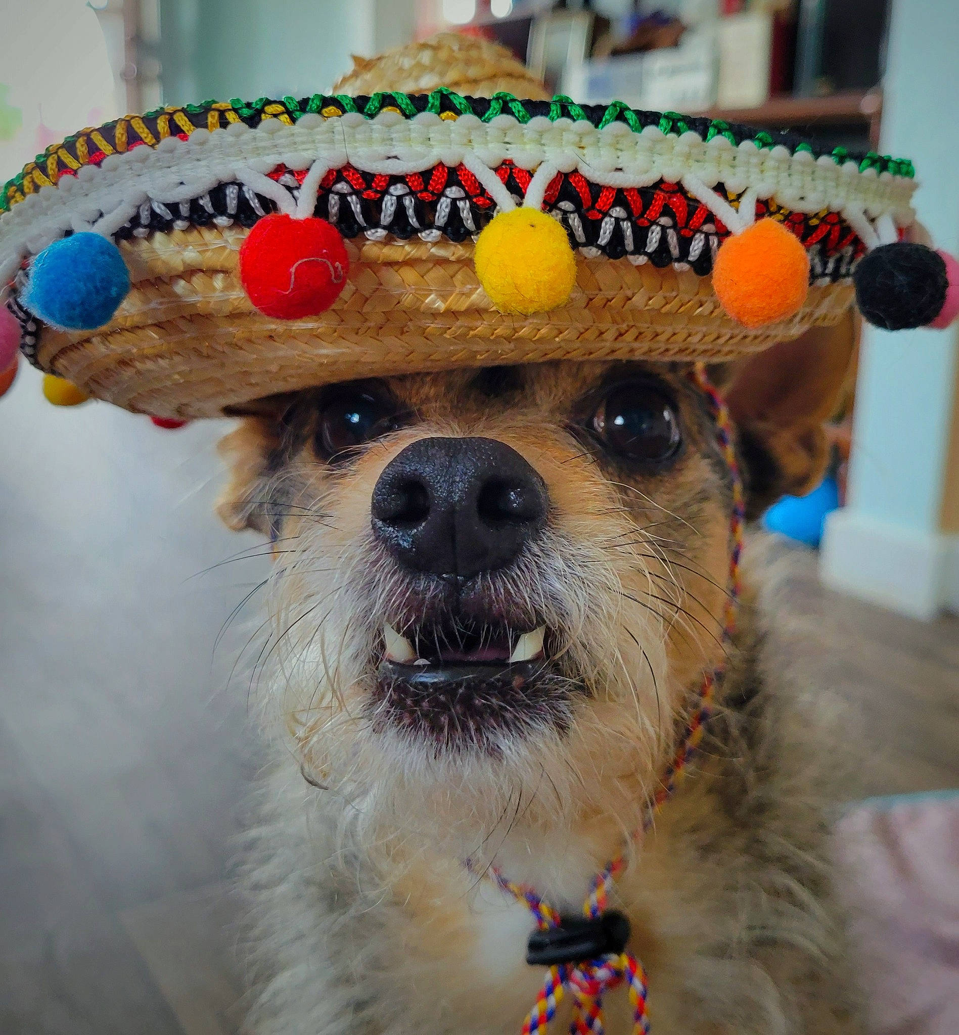 Taz joined the competition — help win amazing prizes! cap, carnivore, collar, companion_dog, costume_hat, dog, dog_breed, dog_clothes, dog_supply, event, fashion_accessory, fawn, fur, hat, party_hat, party_supply, pet_supply, snout, sporting_group, whiskers