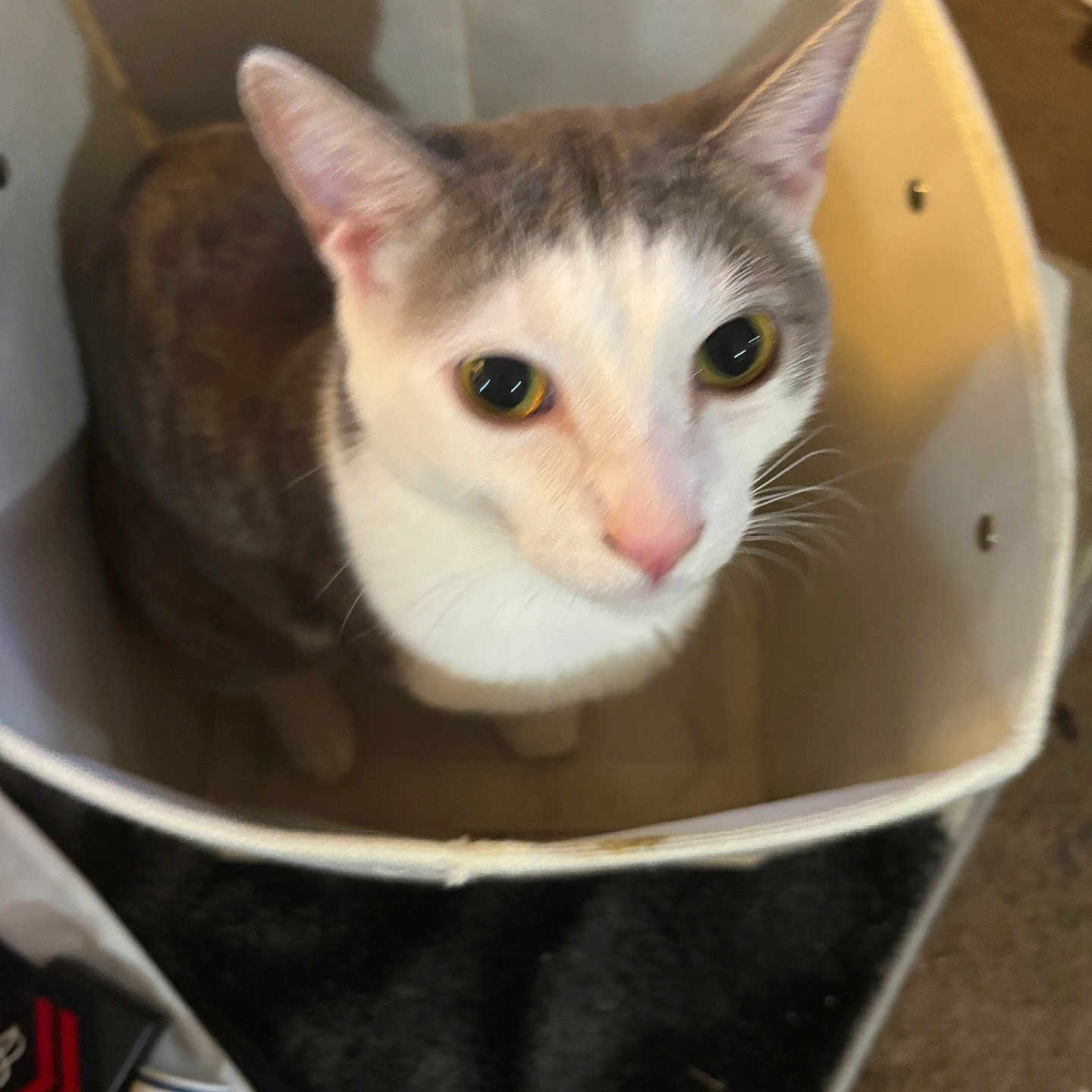 Captain Jack Sparrow joined the competition — help win amazing prizes! animal, cat, closeup, container, cozy, curious, cute, domestic, ears, eyes, fabric, feline, floor, gray, indoor, looking_up, pet, sitting, whiskers, white