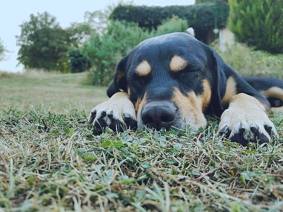 Bud participe au concours pour gagner de l'argent avec cette photo : canidae, carnivore, companion_dog, dog, dog_breed, field, grass, grass_family, huntaway, mammal, prairie, snout, terrestrial_animal, working_animal, working_dog