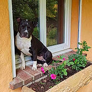 Alpine participe au concours pour gagner de l'argent avec cette photo : animal, canine, dog, flower, geranium, herbal, herbs, indoors, interiordesign, jar, pet, plant, planter, pottedplant, pottery, rose, soil, vase, window, windowsill