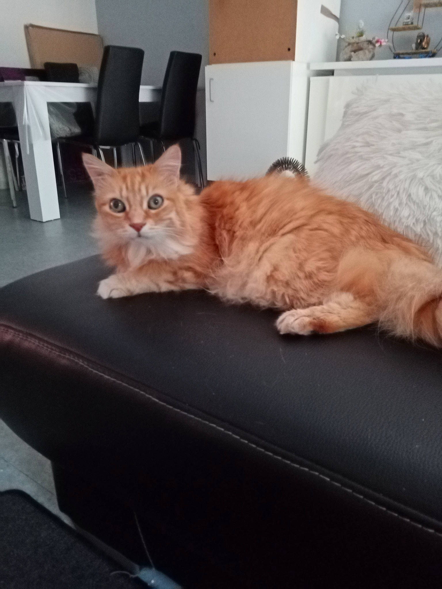 Maitreya participe au concours pour gagner de l'argent avec cette photo : bed, carnivore, cat, chair, comfort, couch, domestic_short_haired_cat, fawn, felidae, flooring, fur, furniture, hardwood, paw, room, small_to_medium_sized_cats, tail, whiskers, window, wood