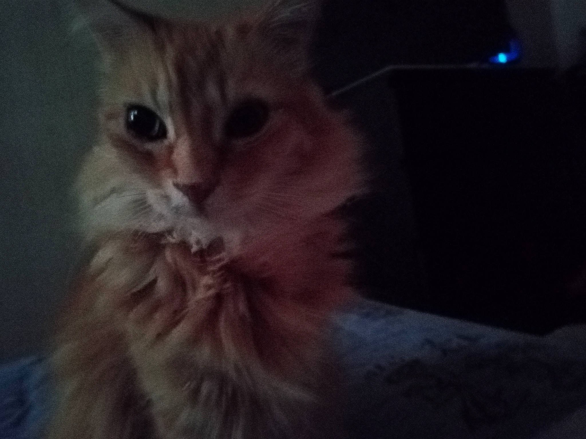 Maitreya a rejoint le concours — aidez-le/la à gagner de superbes lots ! british_longhair, carnivore, cat, darkness, ear, felidae, fur, iris, paw, peach, small_to_medium_sized_cats, snout, tail, whiskers, window