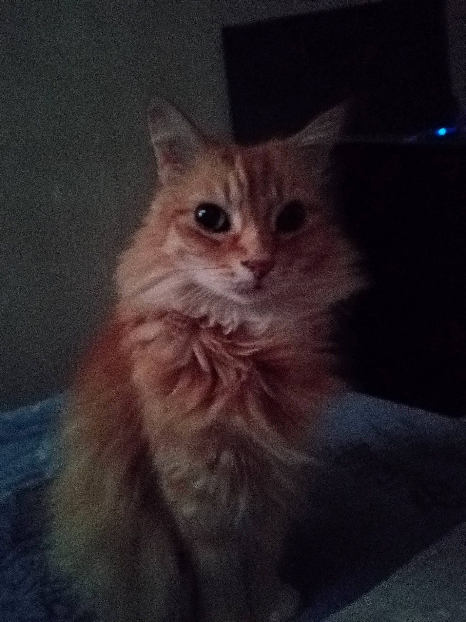 Maitreya a rejoint le concours — aidez-le/la à gagner de superbes lots ! british_longhair, carnivore, cat, claw, darkness, ear, electric_blue, event, fawn, felidae, fur, maine_coon, paw, sky, small_to_medium_sized_cats, snout, tail, terrestrial_animal, whiskers, window