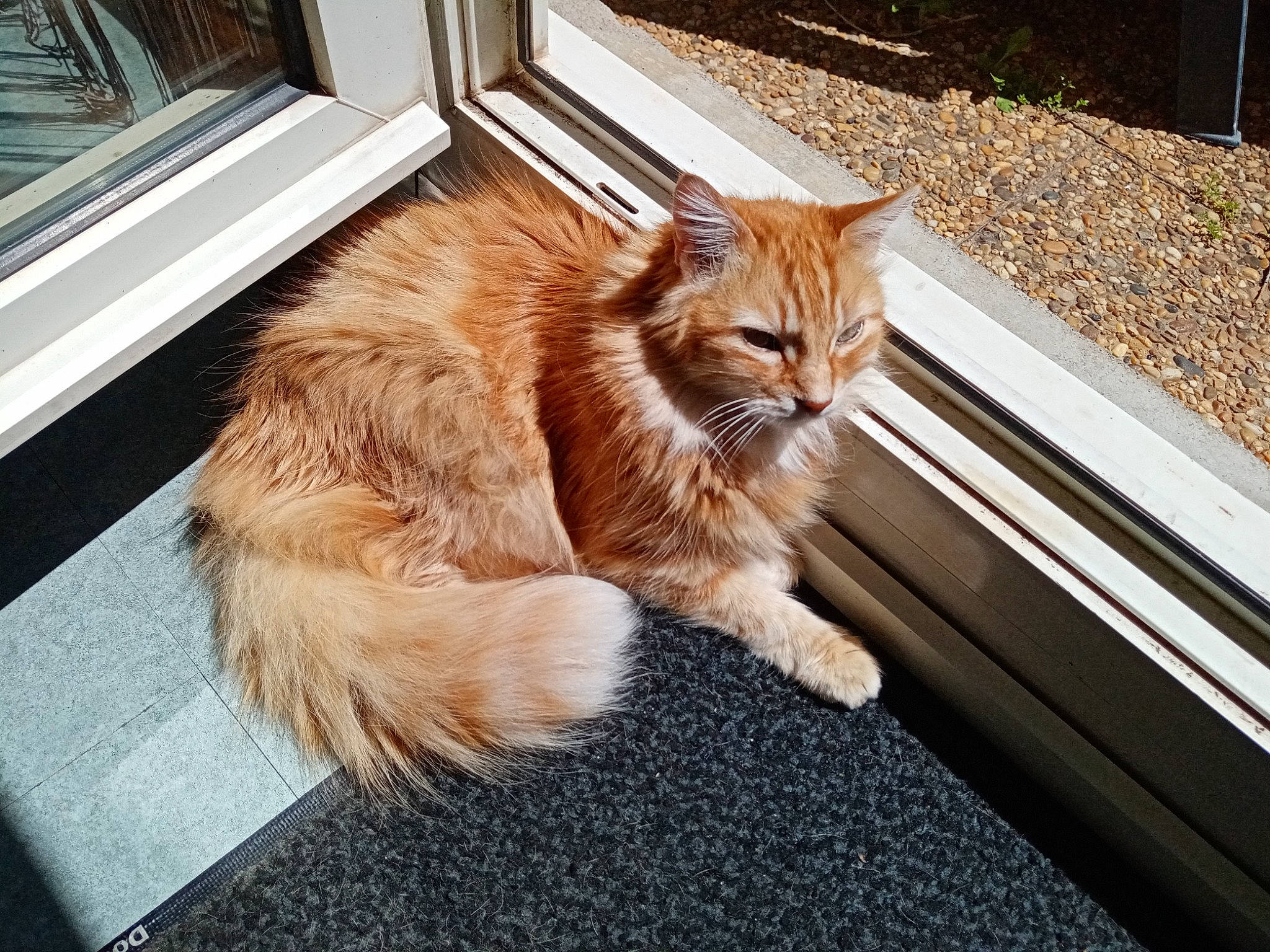 Maitreya participe au concours pour gagner de l'argent avec cette photo : asphalt, carnivore, cat, companion_dog, domestic_short_haired_cat, eye, fawn, felidae, flooring, fur, plant, road_surface, sidewalk, small_to_medium_sized_cats, snout, tail, terrestrial_animal, whiskers, window, wood