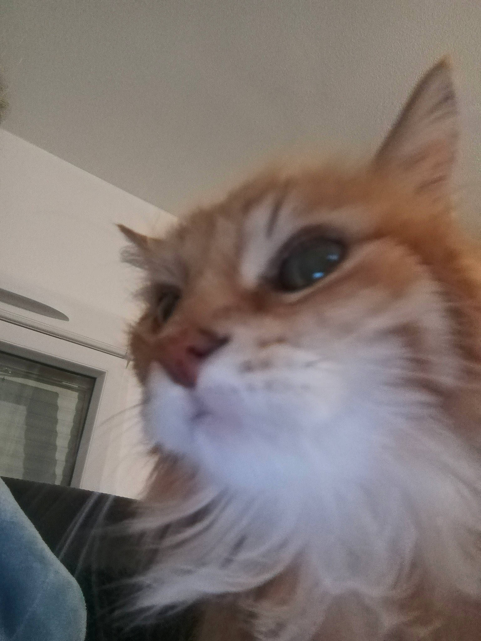 Maitreya participe au concours pour gagner de l'argent avec cette photo : carnivore, cat, fawn, felidae, fur, picture_frame, small_to_medium_sized_cats, snout, terrestrial_animal, whiskers