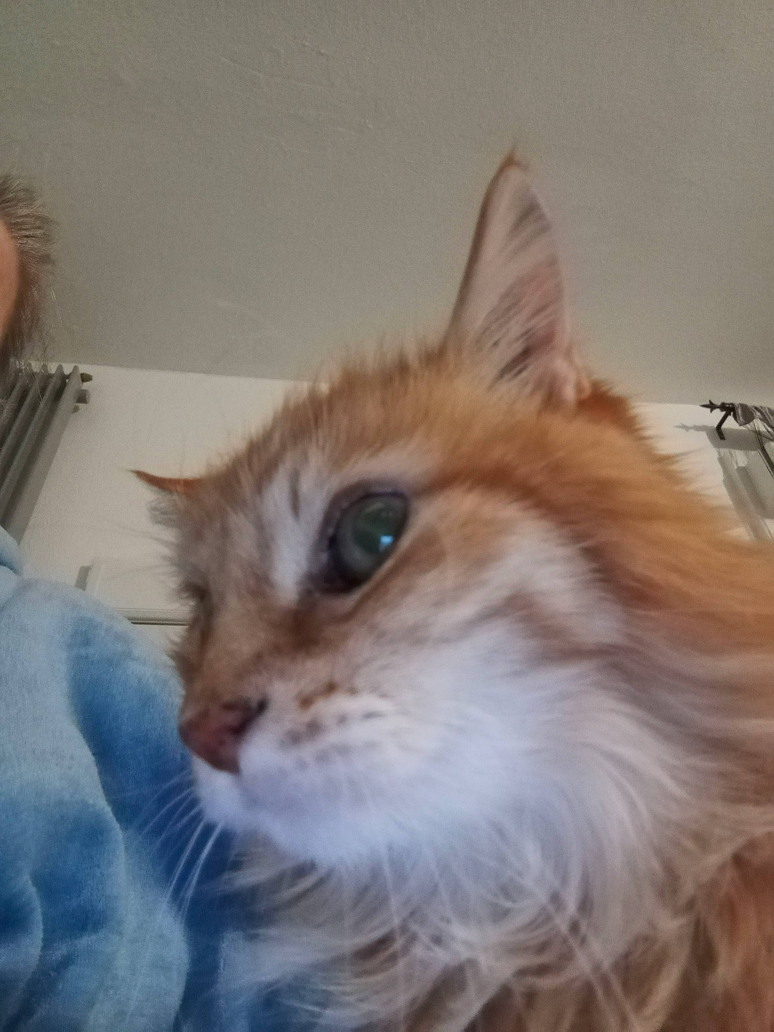 Maitreya a rejoint le concours — aidez-le/la à gagner de superbes lots ! carnivore, cat, comfort, domestic_short_haired_cat, fawn, felidae, fur, maine_coon, small_to_medium_sized_cats, snout, whiskers, window, wood