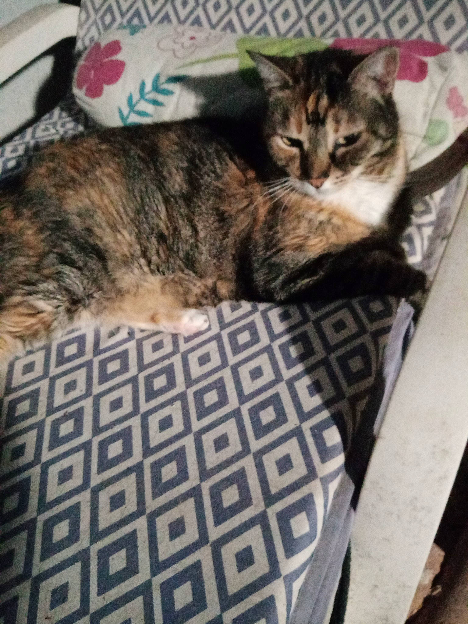 Lizzy participe au concours pour gagner de l'argent avec cette photo : carnivore, cat, claw, comfort, domestic_short_haired_cat, felidae, flooring, fur, mammal, nap, pattern, paw, small_to_medium_sized_cats, snout, tail, terrestrial_animal, tree, vertebrate, whiskers