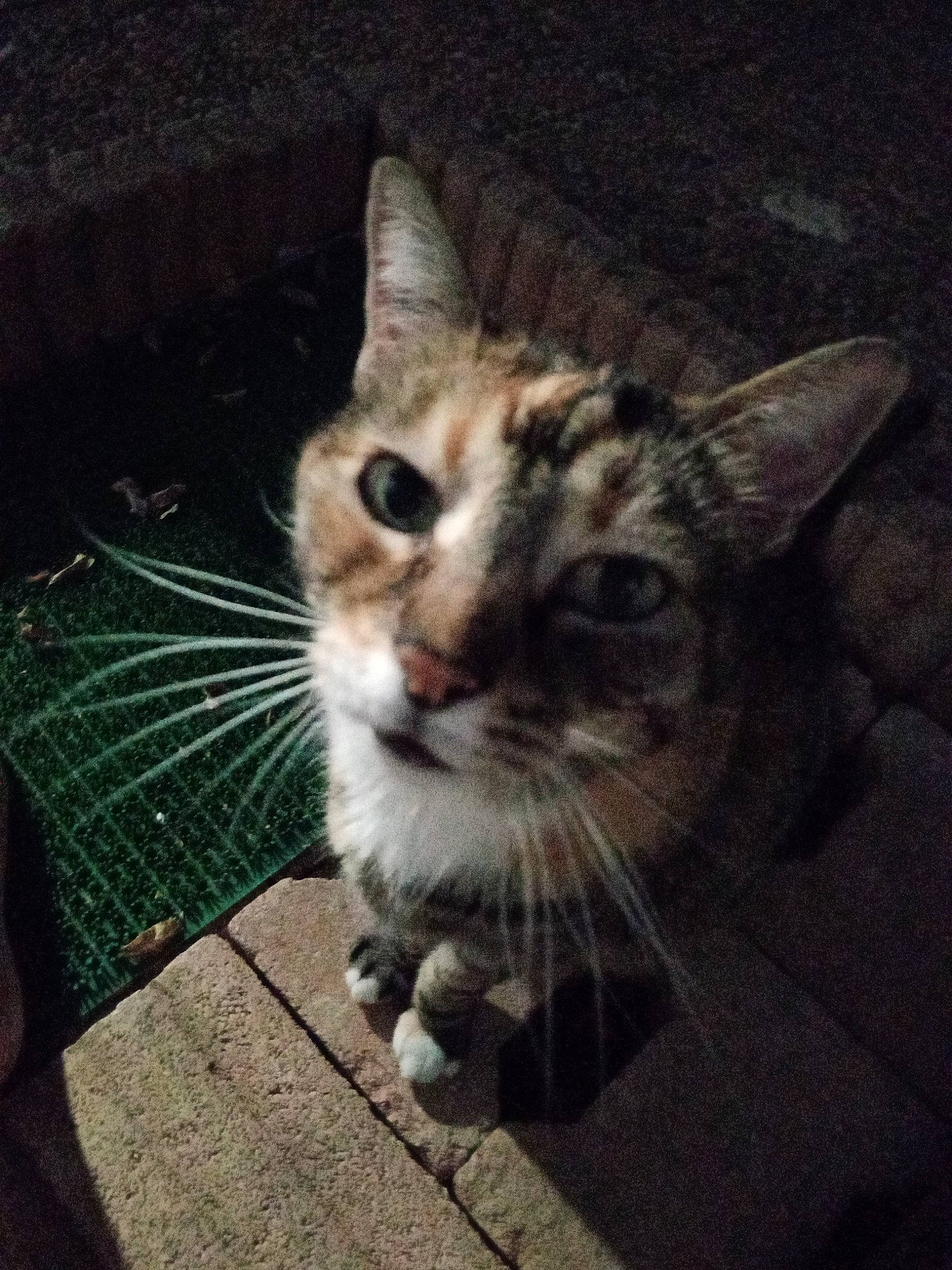 Lizzy participe au concours pour gagner de l'argent avec cette photo : carnivore, cat, darkness, domestic_short_haired_cat, felidae, flooring, fur, grass, leg, night, paw, plant, road_surface, sitting, small_to_medium_sized_cats, snout, tail, whiskers, wildlife, window