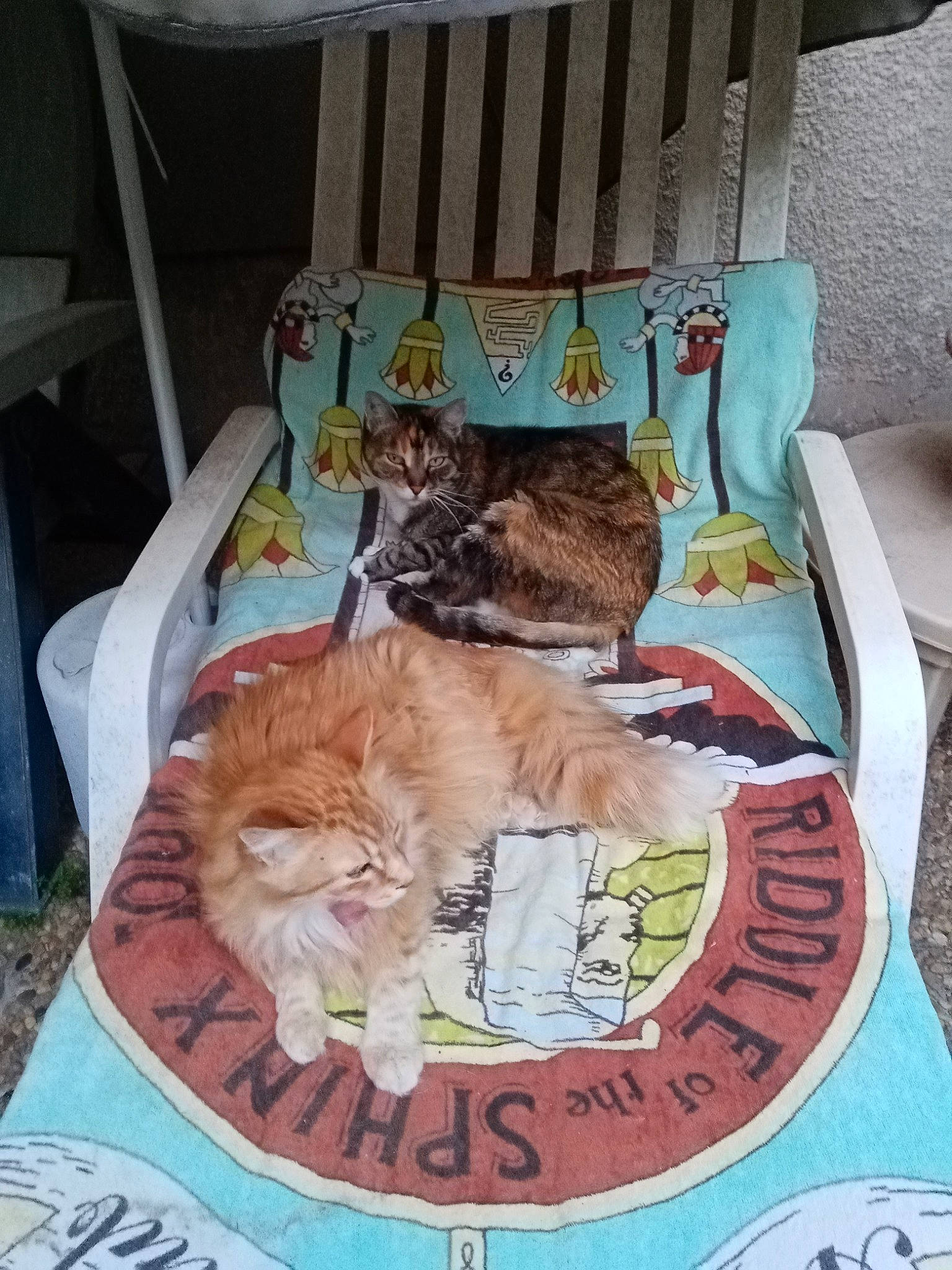 Lizzy participe au concours pour gagner de l'argent avec cette photo : basket, carnivore, cat, cat_supply, chair, comfort, companion_dog, domestic_short_haired_cat, fawn, felidae, fur, grass, hat, linens, mammal, nap, room, small_to_medium_sized_cats, tail, whiskers