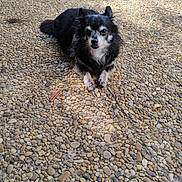 Happy a rejoint le concours — aidez-le/la à gagner de superbes lots ! animal, black_and_white, calm, canine, close_up, daylight, dog, ears, fur, ground, laying_down, looking_at_camera, muzzle, nature, outdoor, pebble_stone, pet, shadow, small_dog, sunlight