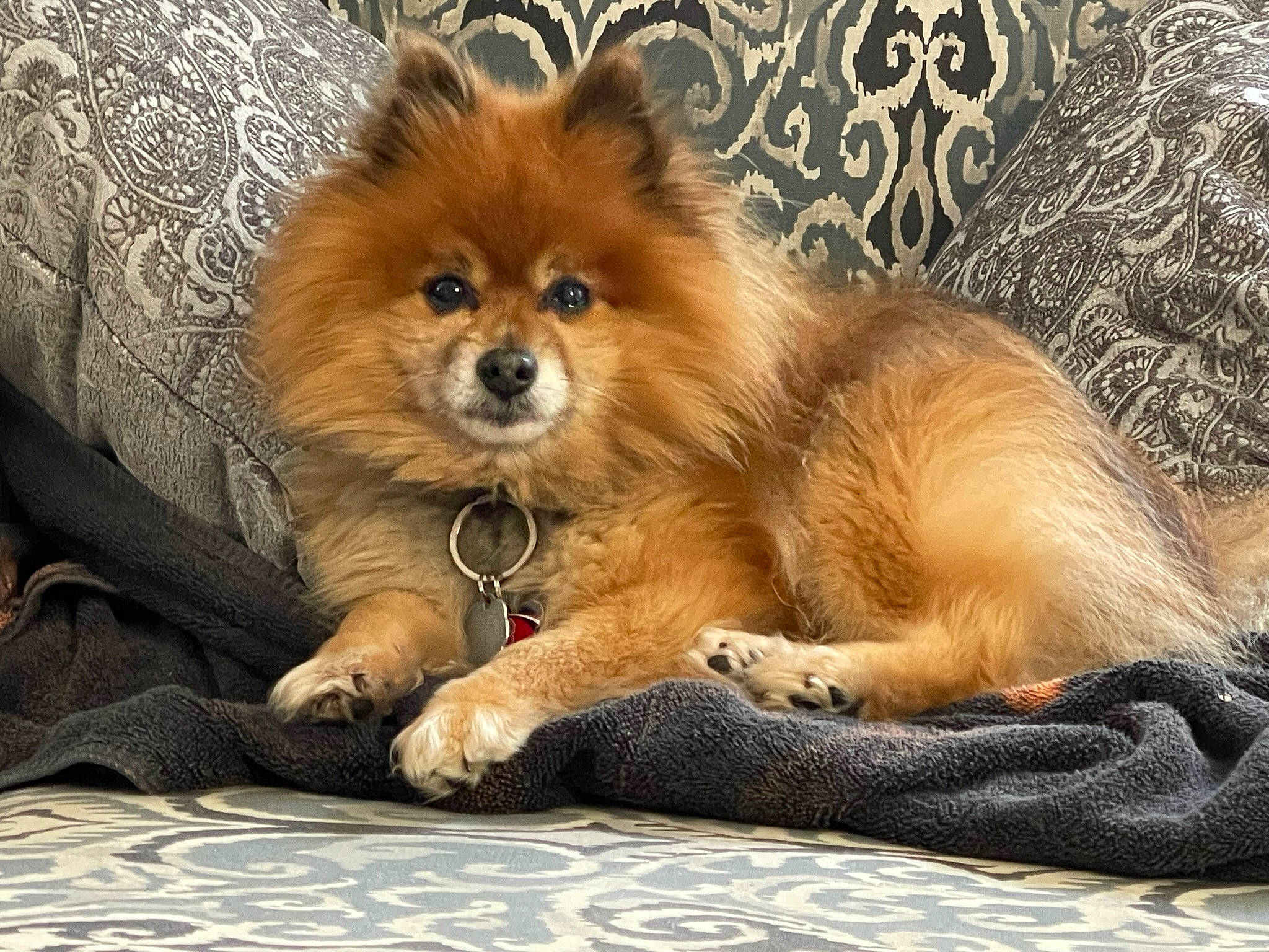 Zane joined the competition — help win amazing prizes! canidae, carnivore, comfort, companion_dog, dog, dog_breed, dog_supply, fawn, fur, german_spitz, german_spitz_mittel, liver, snout, spitz, sporting_group, terrestrial_animal, toy_dog, volpino_italiano, whiskers, working_animal