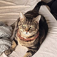 Mr T is registered to the contest to win money with this photo: cat, tabby_cat, bed, blanket, collar, pet, feline, indoor, resting, fur, animal, domestic_animal, looking_at_camera, relaxed, sleeping_area, cozy, household, storage_bin, fabric, paw