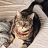 cat, tabby_cat, bed, blanket, collar, pet, feline, indoor, resting, fur, animal, domestic_animal, looking_at_camera, relaxed, sleeping_area, cozy, household, storage_bin, fabric, paw