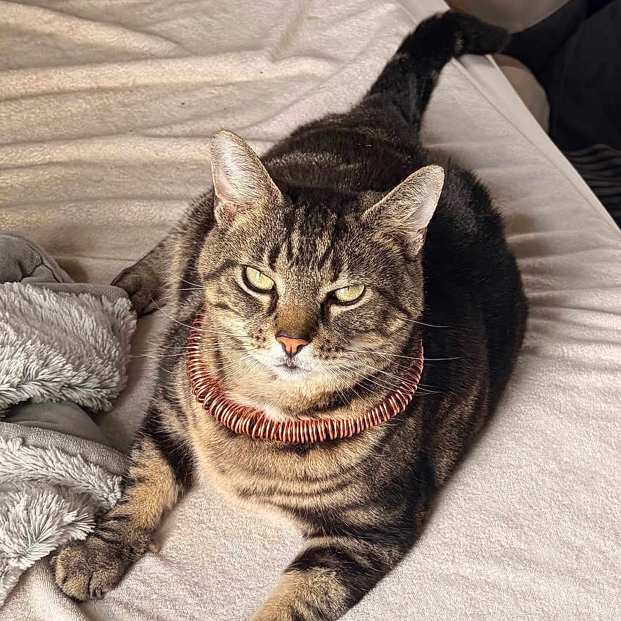 Mr T