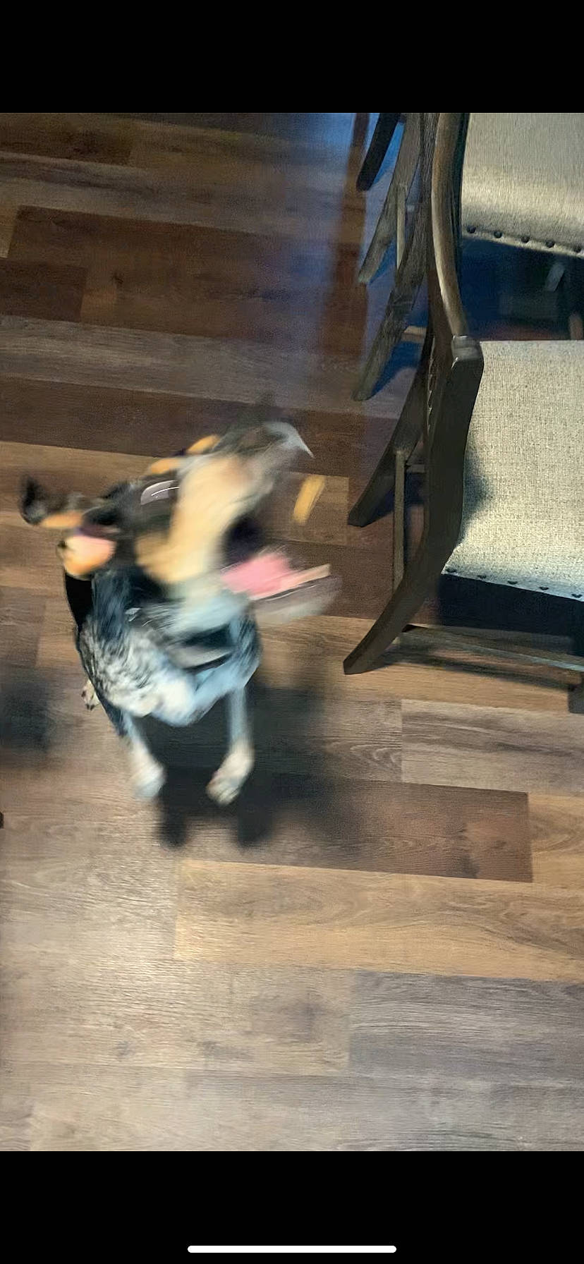 Lady Belle is registered to the contest to win money with this photo: floor, flooring, fun, hardwood, human_leg, laminate_flooring, leisure, room, shadow, sitting, sporting_group, tints_and_shades, wood, wood_flooring