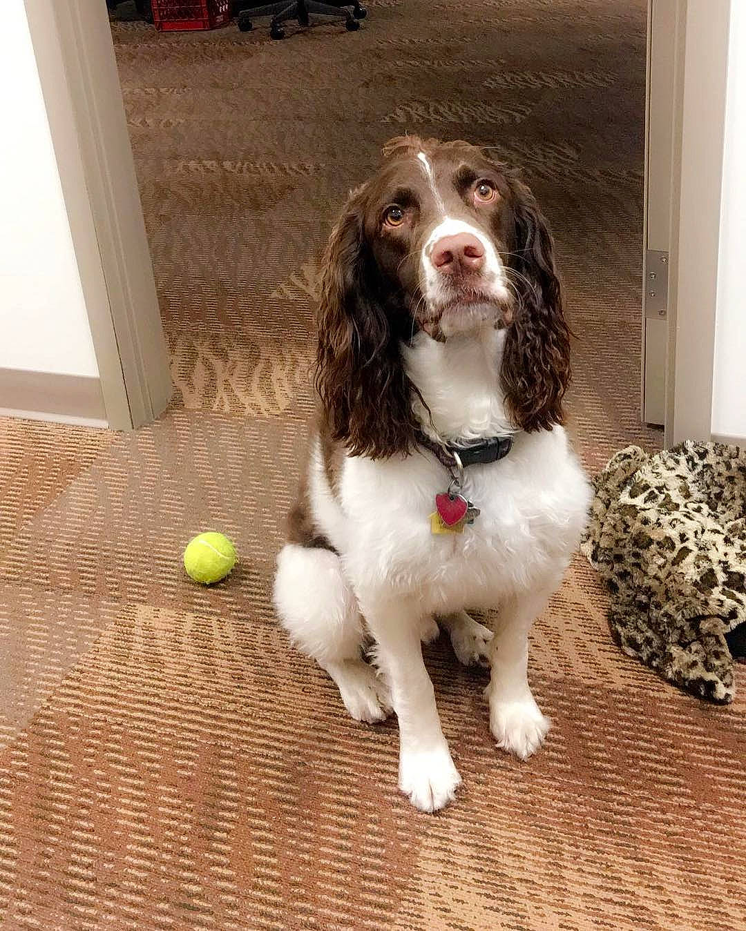 Mosely joined the competition — help win amazing prizes! canidae, carnivore, cocker_spaniel, companion_dog, dog, dog_breed, drentse_patrijshond, english_cocker_spaniel, english_springer_spaniel, french_spaniel, german_spaniel, liver, mammal, rare_breed_dog, russian_spaniel, small_munsterlander, spaniel, sporting_group, vertebrate, welsh_springer_spaniel