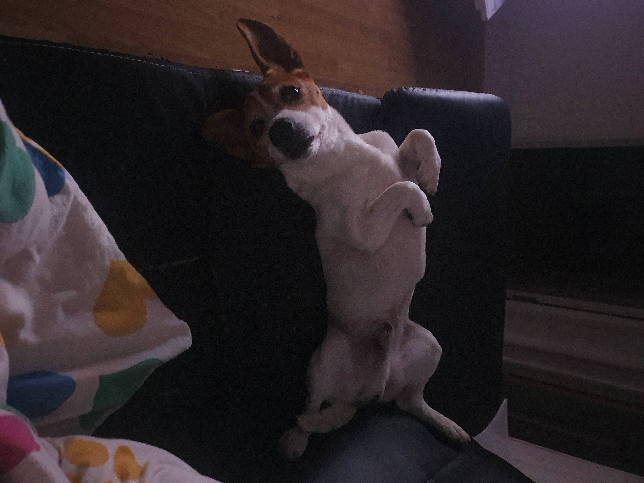 Falko