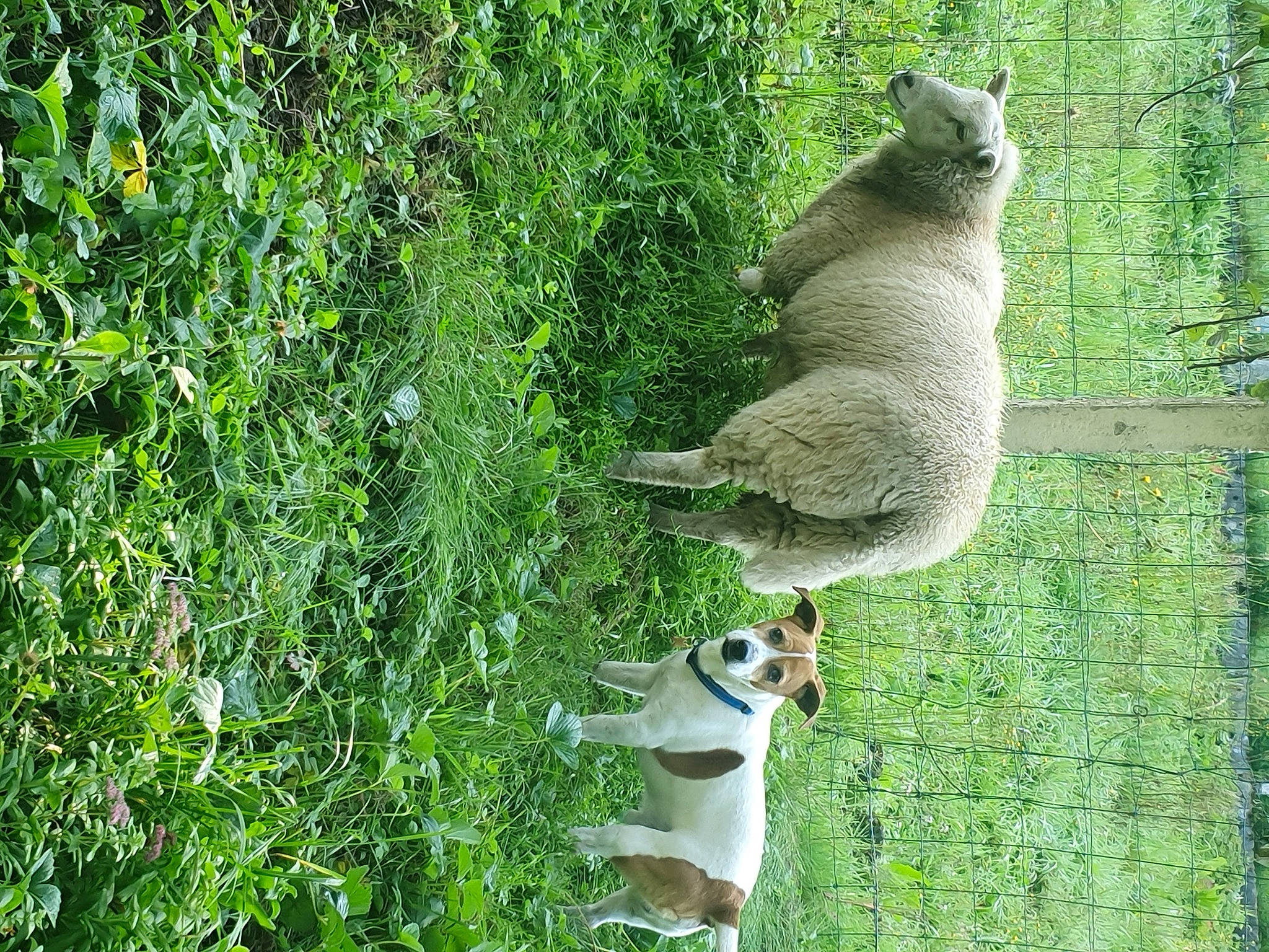 Falko a rejoint le concours — aidez-le/la à gagner de superbes lots ! art, carnivore, fawn, grass, grass_family, grassland, groundcover, herb, marsupial, people_in_nature, plant, plant_stem, shrub, sporting_group, tail, terrestrial_animal, tree, trunk, wildlife, wood