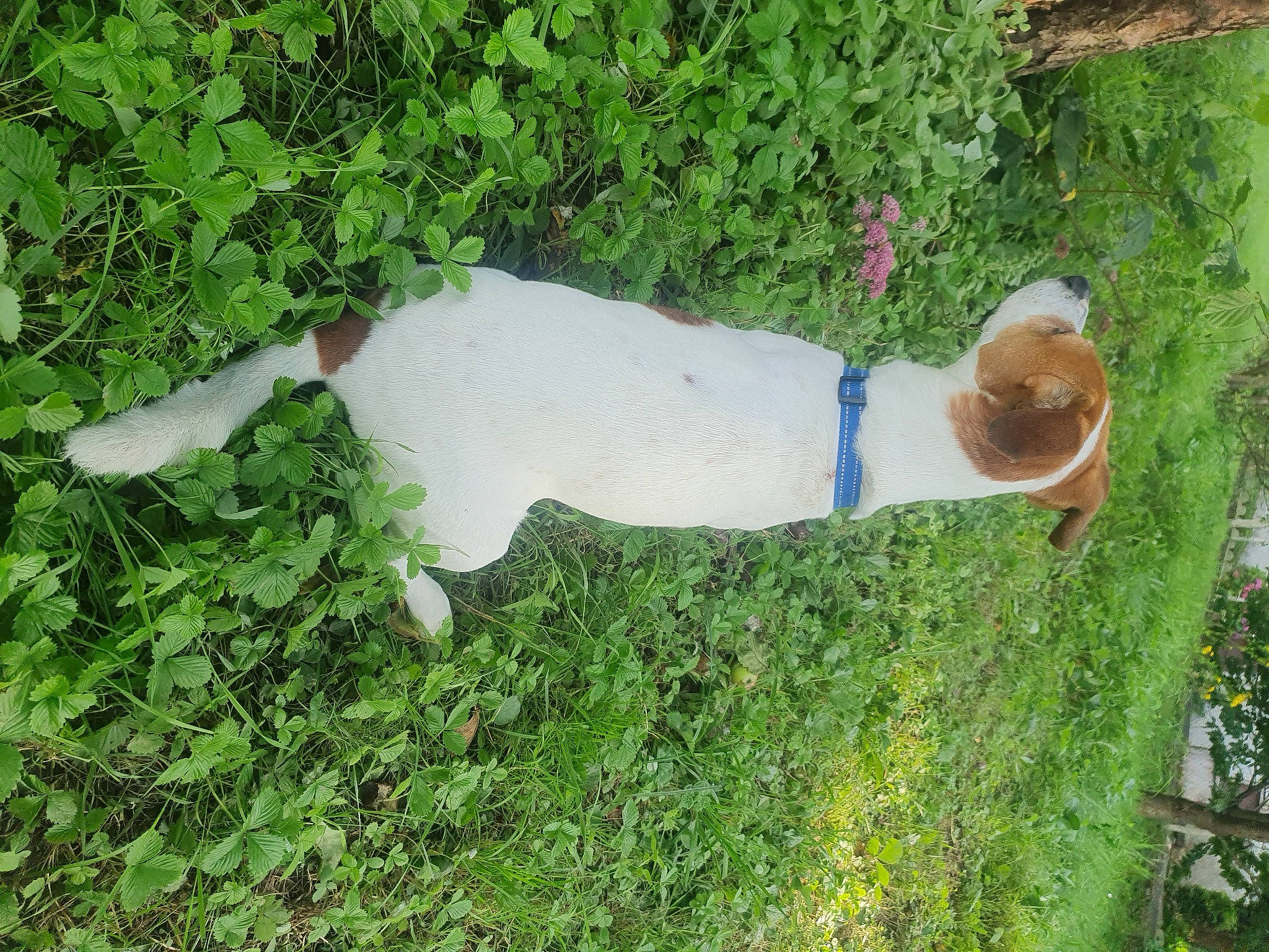 Falko participe au concours pour gagner de l'argent avec cette photo : canidae, carnivore, companion_dog, dog, dog_breed, elbow, fawn, garden, grass, grass_family, groundcover, herb, people_in_nature, plant, shrub, sporting_group, tail, thigh, tree, wood