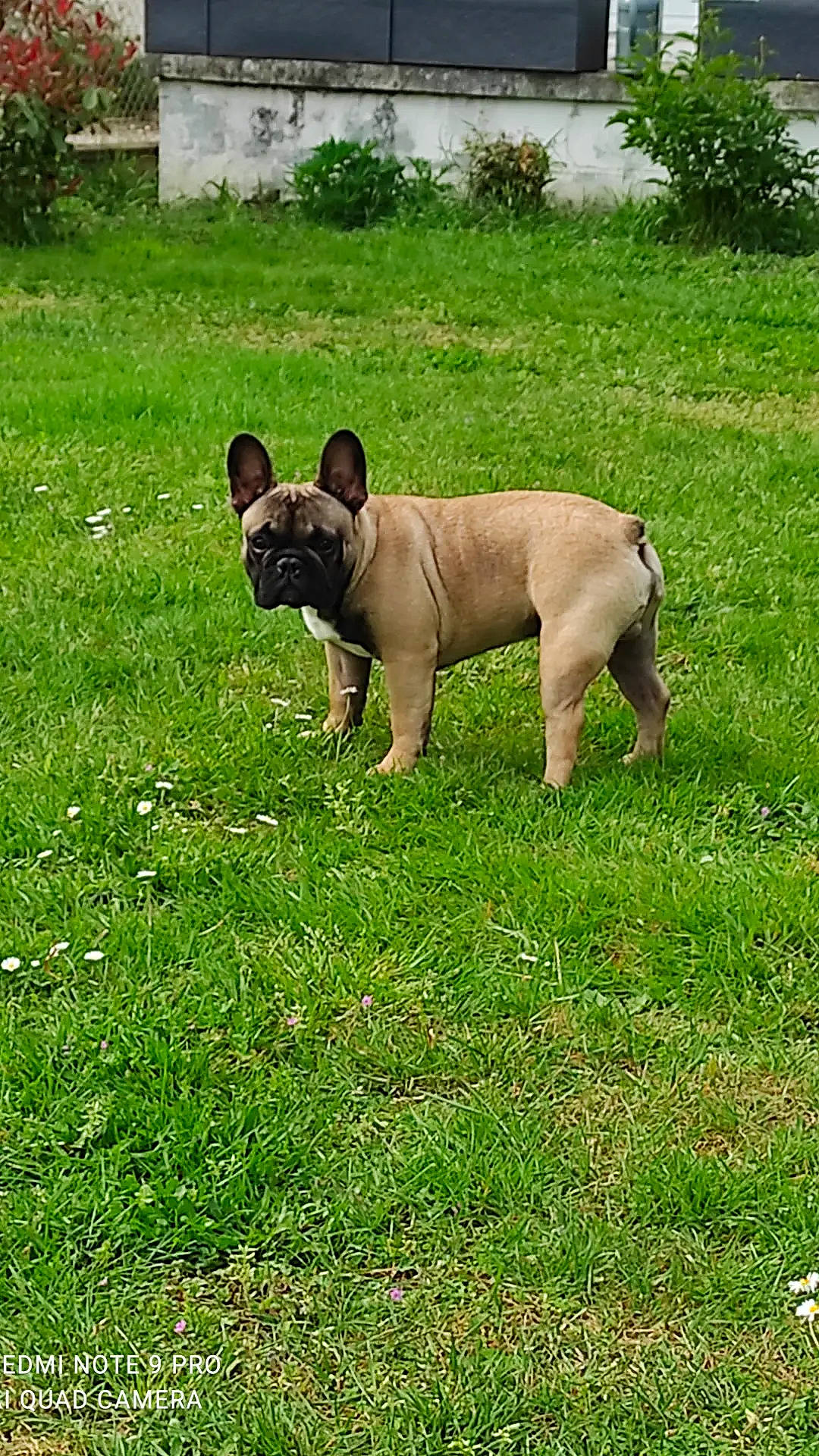 Swan a rejoint le concours — aidez-le/la à gagner de superbes lots ! bulldog, canidae, carnivore, collar, companion_dog, dog, dog_breed, fawn, french_bulldog, grass, grassland, lawn, molosser, plant, pug, snout, sporting_group, terrestrial_animal, toy_dog, working_animal