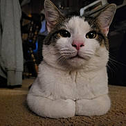 Angel joined the competition — help win amazing prizes! cat, indoor, carpet, white_fur, tabby, paws, loaf_position, pet, feline, whiskers, ears, nose, close_up, animal, domestic, cute, fur, resting, portrait, household