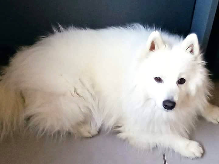 Nemo a rejoint le concours — aidez-le/la à gagner de superbes lots ! ancient_dog_breeds, canidae, carnivore, companion_dog, dog, dog_breed, fur, german_spitz, german_spitz_klein, german_spitz_mittel, indian_spitz, japanese_spitz, non_sporting_group, spitz, sporting_group, terrestrial_animal, volpino_italiano, working_dog