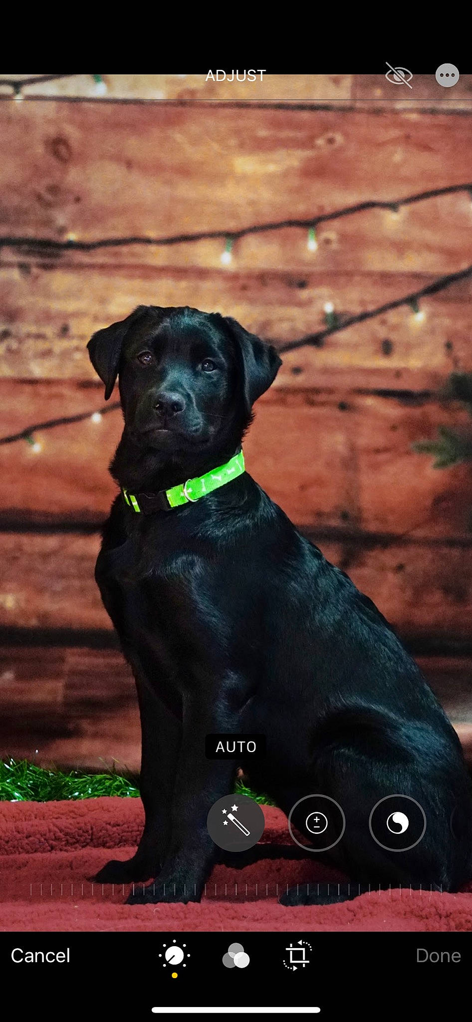 Eve joined the competition — help win amazing prizes! black, canidae, carnivore, collar, colorfulness, companion_dog, dog, dog_breed, dog_collar, fur, guard_dog, hunting_dog, liver, pet_supply, snout, sporting_group, tail, terrestrial_animal, working_animal, working_dog