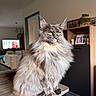 cat, fluffy, long_hair, table, indoor, living_room, furniture, sofa, television, plant, picture_frame, wood, pet, animal, mammal, domestic, portrait, sitting, fur, ears