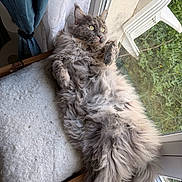 Arya a rejoint le concours — aidez-le/la à gagner de superbes lots ! cat, fluffy, gray, window, curtain, bed, cozy, indoor, pet, relaxed, feline, fur, looking, daylight, home, resting, animal, domestic, soft, curious