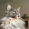Arya participe au concours pour gagner de l'argent avec cette photo : cat, fluffy, long_hair, pet, animal, feline, yellow_eyes, portrait, indoor, close_up, whiskers, ears, soft_light, muzzle, fur, domestic_animal, calm, cute, side_view, relax