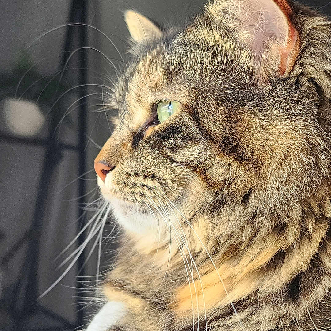 Ellie joined the competition — help win amazing prizes! abyssinian, angora, animal, bodypart, brasssection, cat, couch, egyptiancat, face, furniture, head, indoors, kitten, manx, mouth, person, pet, photography, portrait, sleeping