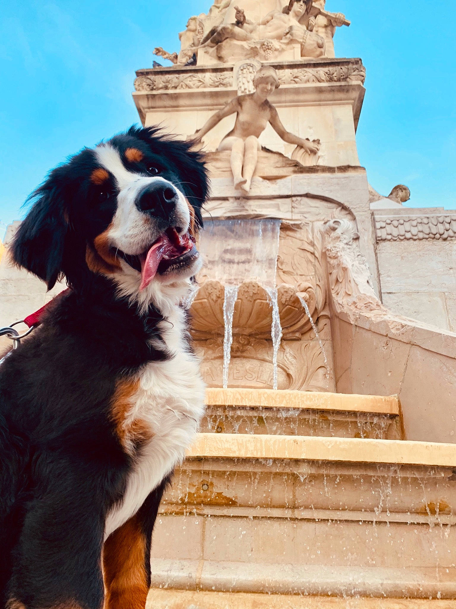Izzie a rejoint le concours — aidez-le/la à gagner de superbes lots ! ancient_history, art, beauty, building, canidae, carnivore, companion_dog, dog, dog_breed, facade, finial, fur, historic_site, monument, sculpture, sky, sporting_group, stairs, tree, working_dog