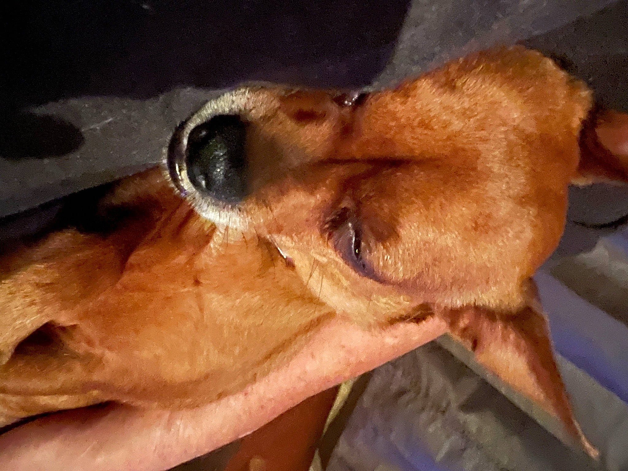 Daisy Mae joined the competition — help win amazing prizes! canidae, carnivore, companion_dog, dog, dog_breed, ear, eye, eyelash, fawn, fur, gesture, human_leg, jaw, liver, snout, sporting_group, whiskers, wood, working_animal, wrinkle