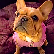 Honey joined the competition — help win amazing prizes! animal, close_up, cushion, cute, dog, domestic_animal, ears, expression, french_bulldog, fur, indoor, looking_up, pet, pink_clothing, puppy, purple, sitting, small_dog, snout, whiskers