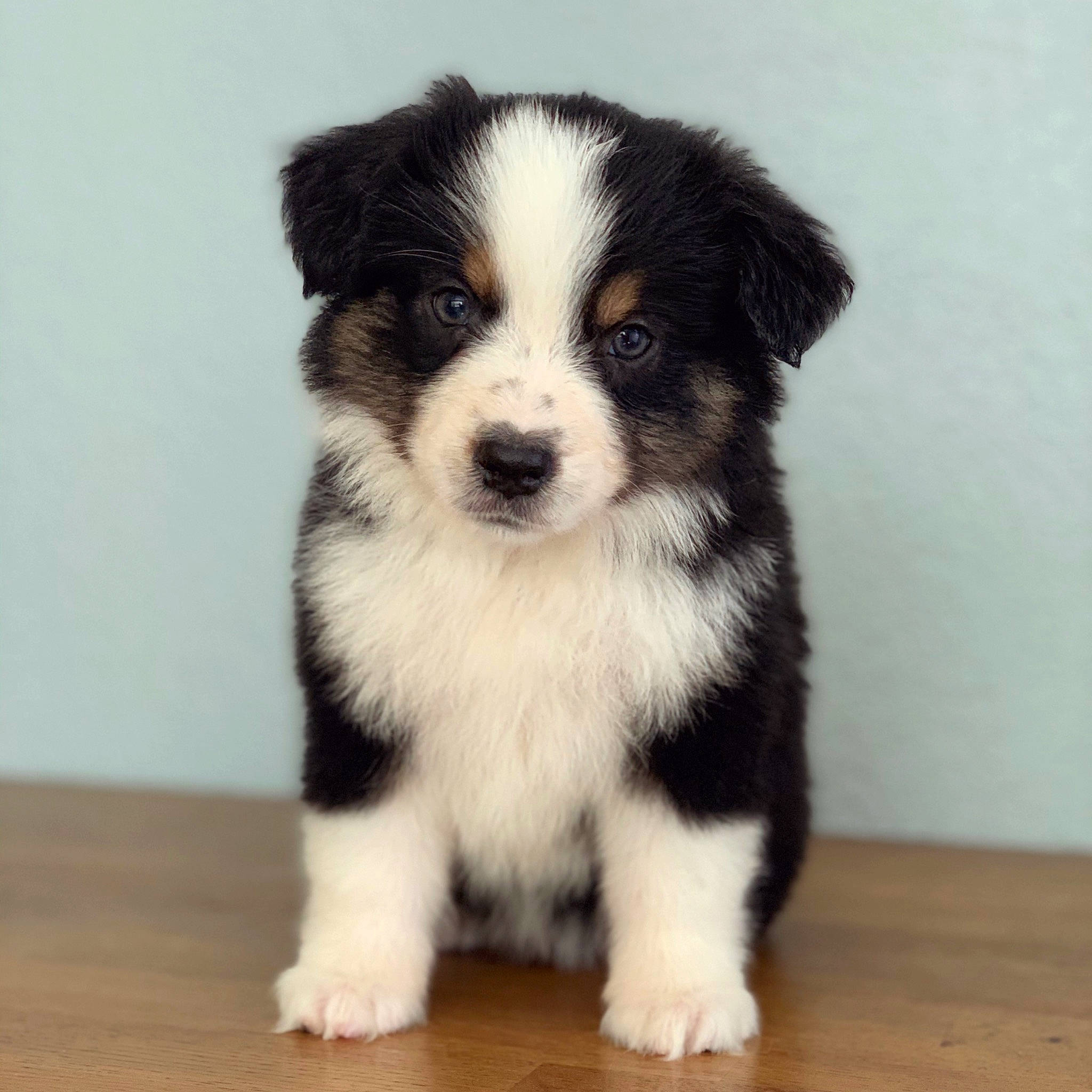 Bambi joined the competition — help win amazing prizes! border_collie, bored, canidae, carnivore, companion_dog, dog, dog_breed, flooring, fur, hardwood, herding_dog, snout, sporting_group, terrestrial_animal, varnish, whiskers, wood, wood_stain, working_animal, working_dog