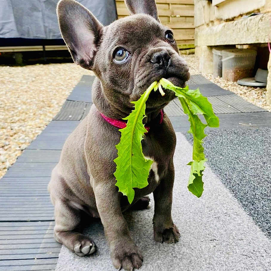 Vanda participe au concours pour gagner de l'argent avec cette photo : animal, backyard, carpet, collar, curious, cute, dog, ears, french_bulldog, gray_fur, green_leaf, leaf, nose, outdoor, paw, pet, puppy, sitting, small_dog, young_dog