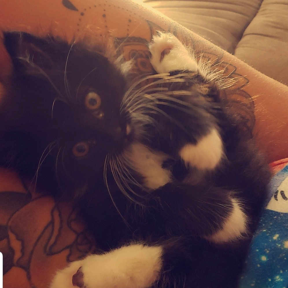 Bella