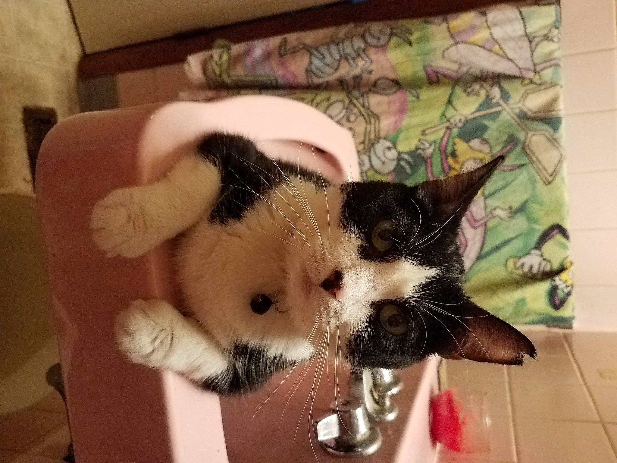 Basement is registered to the contest to win money with this photo: canidae, carnivore, cat, claw, comfort, companion_dog, dog_breed, domestic_short_haired_cat, fawn, felidae, foot, fur, lap, paw, small_to_medium_sized_cats, snout, tail, toy, vertebrate, whiskers